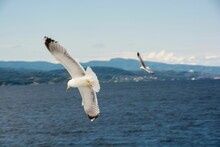 Yellow-legged Gull (Larus Michahellis) Soaring Over The Deep Blue Sea In Greece