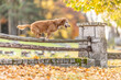 Two dogs in the park are jumping over an old wooden fence