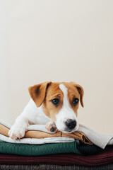 Wall Mural -  Cute dog jack russell terrier lies on a stack of sweaters and looks away on a beige background