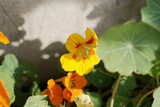 Fototapeta Dmuchawce - kwiaty jesieni ostanie promienie słońca przyroda w swojej krasie