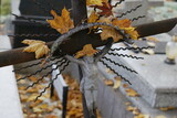 Fototapeta Dmuchawce - jesienny cmentarz przed dniem zmarłych krzyz w opadajacych liściach