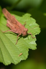 Canvas Print - Vertical macro shot of a brown Carolina locust grasshopper on a green leaf