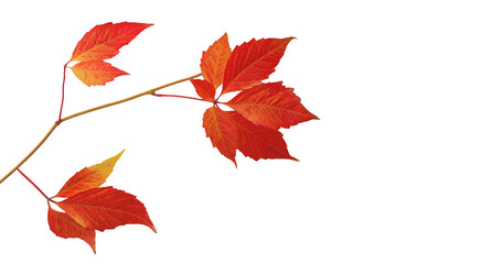 Wall Mural - Fall red leaves  isolated on white background for Thanksgiving or Halloween autumn concept.
