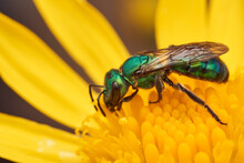 Details Of A Green Bee On A Yellow Flower. Augochlora