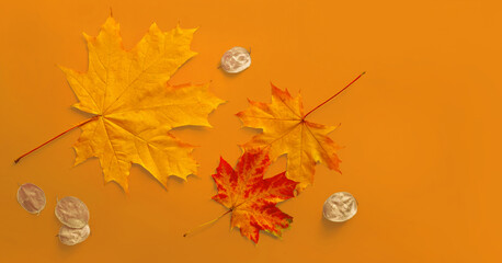 Wall Mural - Fall maple leaves with seeds of dollar plant Lunaria for Halloween season concept. Autumn leaves on yellow background top view.