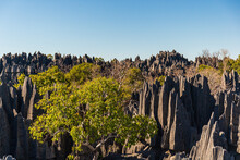 The Great Tsingy De Bemaraha Of Madagascar In The Tsingy De Bemaraha Integral Nature Reserve Of UNESCO