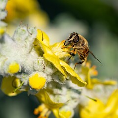 Poster - Closeup of a bee on the yellow plant