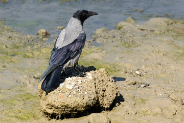 Hooded crow (Corvus cornix) (also called the scald-crow or hoodie) is a Eurasian bird species in the genus Corvus.