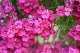 Fototapeta Kwiaty - Flower, kwiat, fiore
