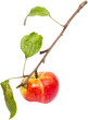Tytuł: apple branch

