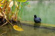 Łyska ptak wodny, zbliżenie. Czarny ptak siedzi na betonowym murku w wodzie.