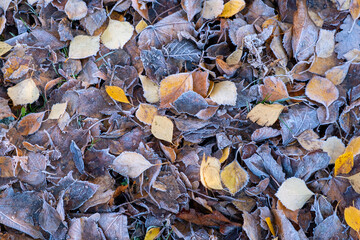 Autumn leaves covered with frost