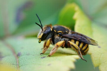 Wall Mural - Closeup shot of a European wool carder bee (Anthidium manicatum) on a green leaf