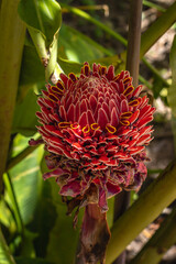 tree, plant, leaf and flower in spring in Brumadinho city, Minas Gerais State, Brazil