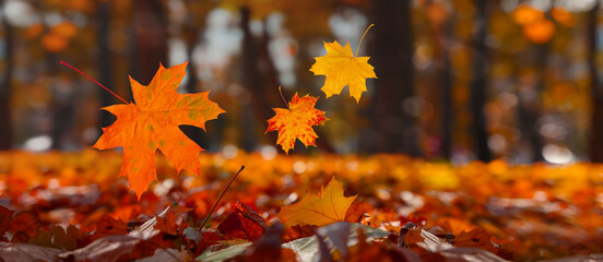flying fall maple leaves on autumn background. falling leaves for black friday sale and halloween pr