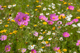 Fototapeta Natura - A green field full of multicolored Mirasol cosmos bipinnatus flowers