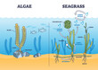 Algae and seagrass biological structure and dioxide exchange process outline diagram. Labeled educational scheme with aquatic plant botanical chloroplast and carbohydrates function vector illustration