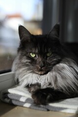 Poster - Vertical shot of a black Maine Coon cat laying on the windowsill