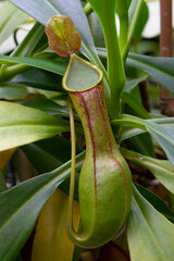 Wall Mural - Hanging Nepenthes graciliflora close up in the garden