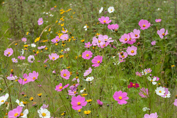 a green field full of multicolored mirasol cosmos bipinnatus flowers