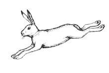 Vector Hand Drawn Illustration Of Jumping Hare In Engraving Style. Sketch Of Running Forest Animal Isolated On White.