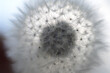 © Cavan Images - Close-up of dandelion at park