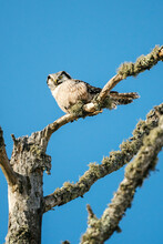 Closeup View From Below Of A Northern Hawk Owl Sitting On A Branch