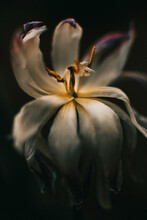 Macro Image Of A Tulip
