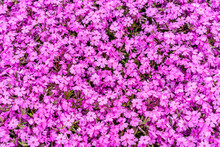 Top View Of Pink Moss Phlox (Phlox Subulata) In Spring Flower Garden