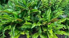 Green Leaves Of Hart's Tongue Fern (asplenium Scolopendrium)