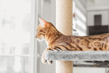 Fototapeta Koty - A cute red cat lies on a scratching post against the background of the room.