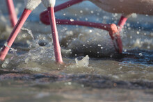Pink Flamingoes' Legs Splashing In The Water