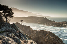 Morning Sun Highlights Cypress Trees At Point Lobos