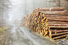 Log Pile Of Freshly Cut Timber In Grizedale Forest, Lake District, UK