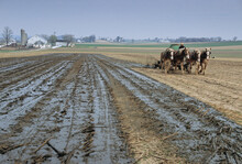 An Amish Man Spreading Manure On His Farm In Lancaster County, PA.