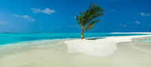 Lone Palm Tree On Tropical Beach