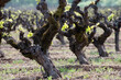 © Cavan Images - Old Vine Zinfandel grows in a vineyard in the Dry Creek Valley appellation of the Sonoma Wine Country in the Spring near Healdsburg, CA.