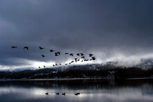 A Flock Of Canadian Geese Fly Over Lake Whatcom In V Formation During A Storm; Bellingham, WA