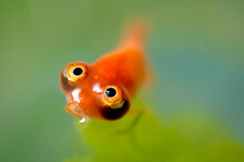 A Big-eyed Goldfish Begs For Food.