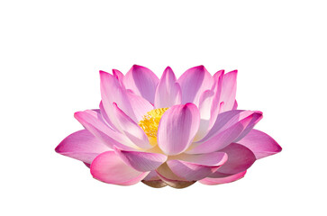 Wall Mural - purple pink lotus Isolate on transparent background PNG file