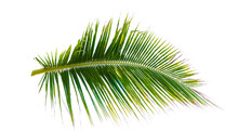 Coconut Leaf Isolate On Transparent Background PNG File