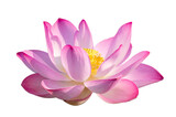Fototapeta Sawanna - purple pink lotus Isolate on transparent background PNG file