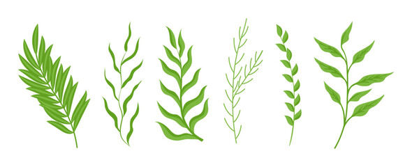 Wall Mural - Branches of plants with green leaves set. Botanical vector illustrations of summer foliage. Cartoon greenery with leaf of different shapes isolated on white. Nature, herbarium, decoration concept