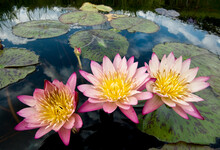 Water Lily Flowers In A Western Pennsylvania Pond