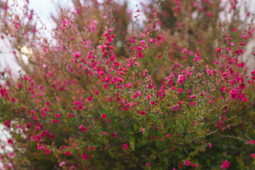 Wall Mural - Manuka tree blossom close up. Native New Zealand evergreen plant Leptospermum scoparium (Tea tree) in bloom with pink flowers