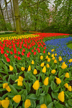 Tulips And Hyacinth Growing In Rows At Keukenhof Gardens, Lisse, Netherlands.