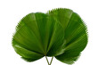 palm leaf Licuala Grandis Isolate on transparent background PNG file