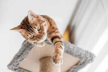 Cute bengal cat and tree in the room.