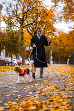 Woman Walks In Autumn Park With A Cavalier King Charles Spaniel Dog