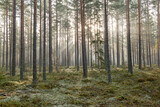 Fototapeta Na ścianę - Pine tree forest landscape in sunrise. Forest therapy and stress relief.